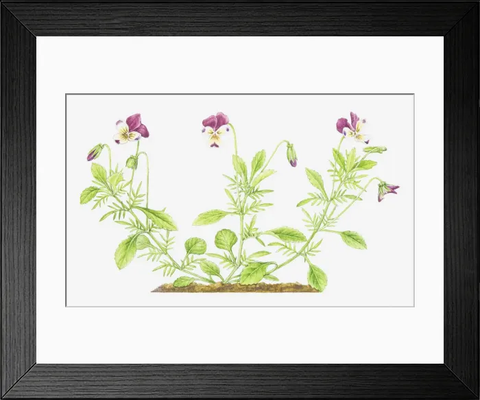 Framed Print : Dorling Kindersley Collection
