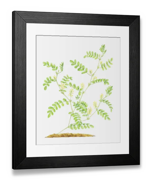 Framed Print : Dorling Kindersley Collection Framed Print : Dorling Kindersley Collection