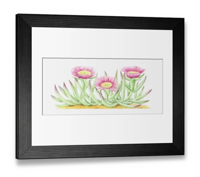 Framed Print : Dorling Kindersley Collection Framed Print : Dorling Kindersley Collection