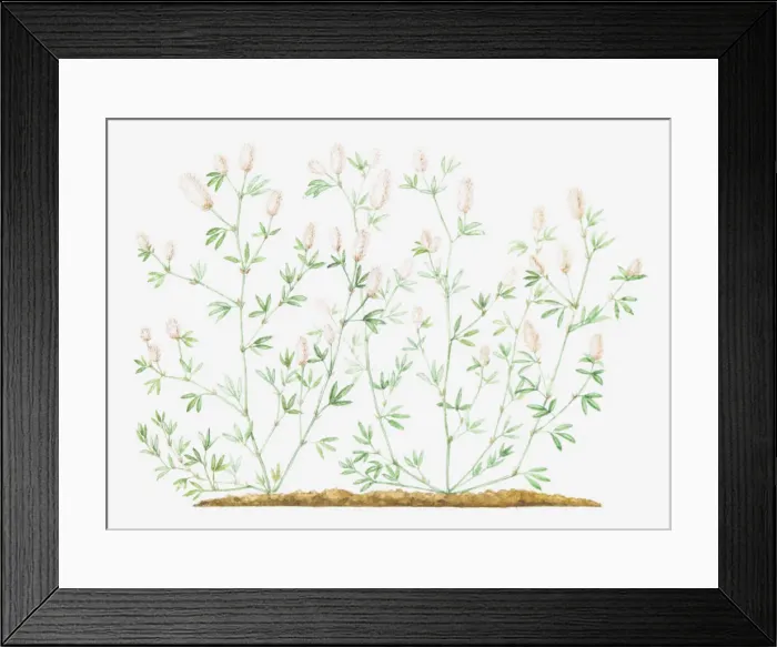 Framed Print : Dorling Kindersley Collection Framed Print : Dorling Kindersley Collection