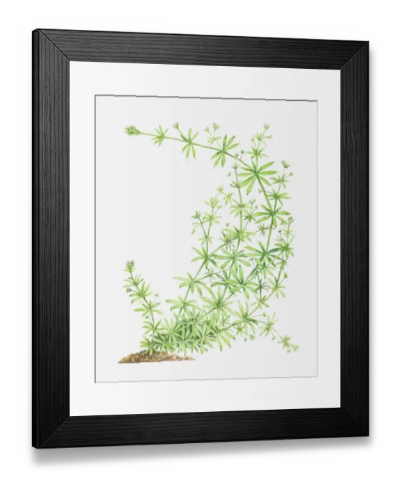 Framed Print : Dorling Kindersley Collection