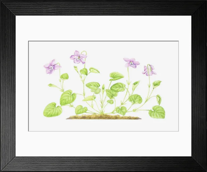 Framed Print : Dorling Kindersley Collection Framed Print : Dorling Kindersley Collection
