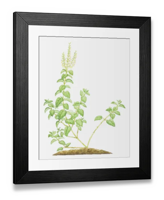 Framed Print : Dorling Kindersley Collection Framed Print : Dorling Kindersley Collection