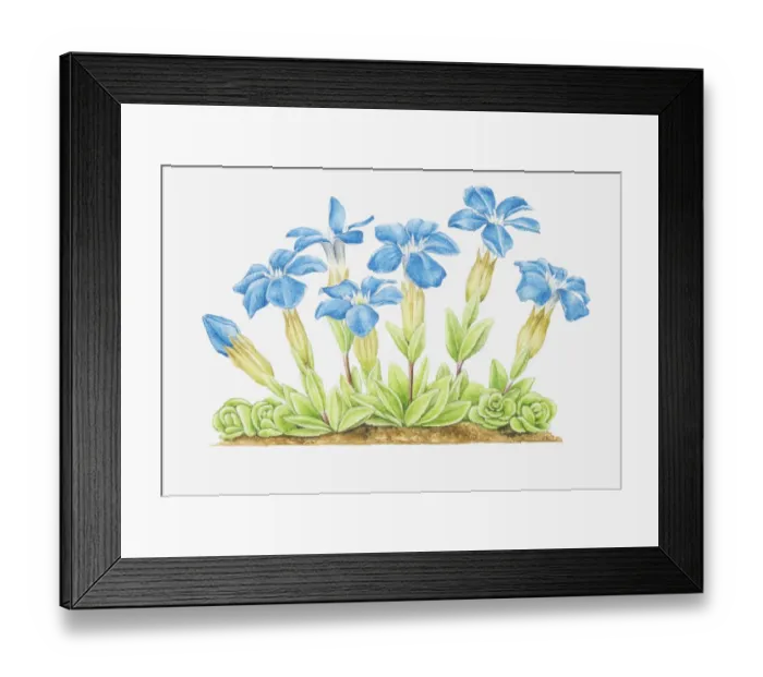 Framed Print : Dorling Kindersley Collection Framed Print : Dorling Kindersley Collection