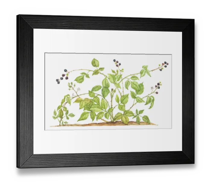 Framed Print : berry, berry fruit, botany, cut out, blackberry, brambleberry, flower, foliage, fruit Framed Print : berry, berry fruit, botany, cut out, blackberry, brambleberry, flower, foliage, fruit