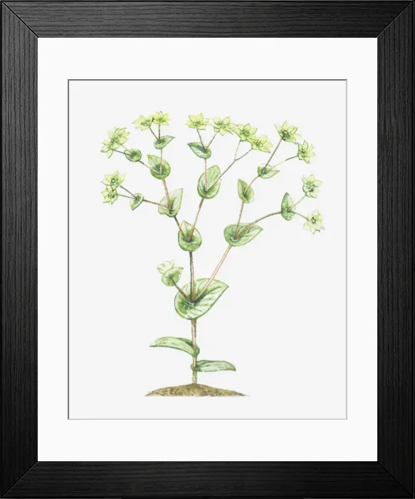 Framed Print : botany, branched, bupleurum, bupleurum rotundifolium, cut out, flower, green, leaf Framed Print : botany, branched, bupleurum, bupleurum rotundifolium, cut out, flower, green, leaf