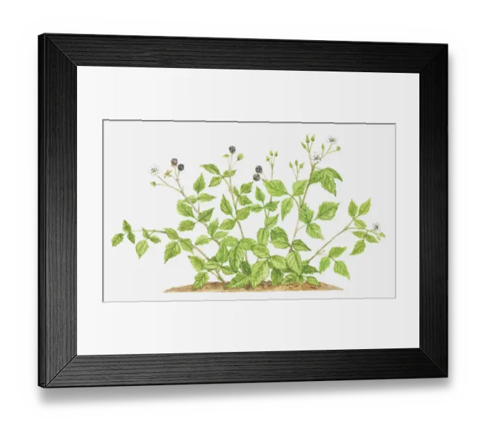 Framed Print : berry, berry fruit, botany, cut out, dewberry, flower, foliage, fruit, growth, leaf Framed Print : berry, berry fruit, botany, cut out, dewberry, flower, foliage, fruit, growth, leaf