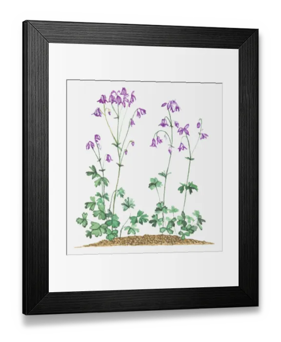 Framed Print : aquilegia, aquilegia vulgaris, botany, columbine, cut out, flower, fragility, leaf Framed Print : aquilegia, aquilegia vulgaris, botany, columbine, cut out, flower, fragility, leaf