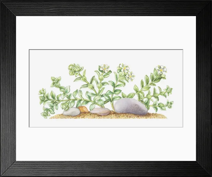 Framed Print : botany, caryophyllaceae, cut out, flower, foliage, growth, honkenya, honkenya peploides Framed Print : botany, caryophyllaceae, cut out, flower, foliage, growth, honkenya, honkenya peploides