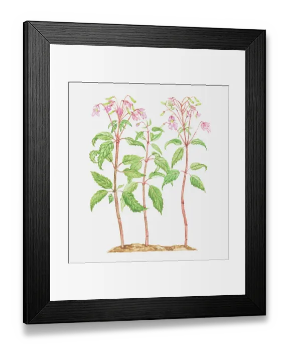 Framed Print : balsaminaceae, botany, cut out, flower, himalayan balsam, impatiens, impatiens grandiflora Framed Print : balsaminaceae, botany, cut out, flower, himalayan balsam, impatiens, impatiens grandiflora