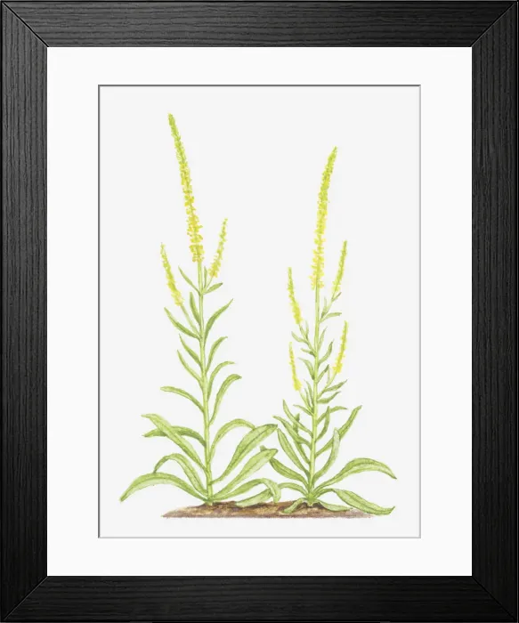 Framed Print : botany, cut out, flower, foliage, leaf, no people, plant, reseda, reseda luteola Framed Print : botany, cut out, flower, foliage, leaf, no people, plant, reseda, reseda luteola