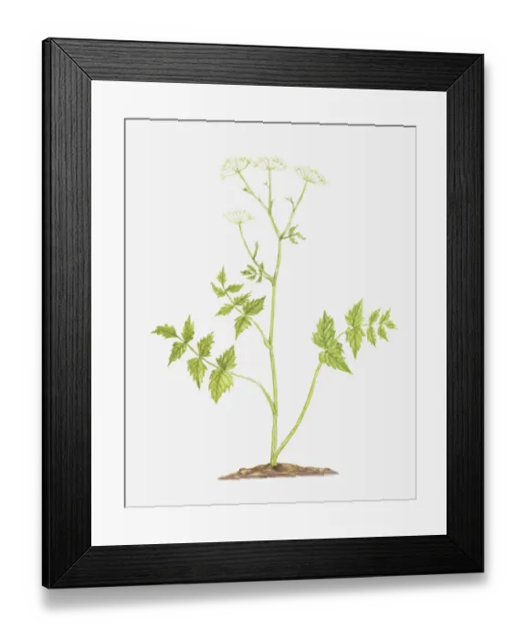 Framed Print : botany, cut out, flower, greater burnet-saxifrage, leaf, no people, pimpinella, pimpinella major Framed Print : botany, cut out, flower, greater burnet-saxifrage, leaf, no people, pimpinella, pimpinella major