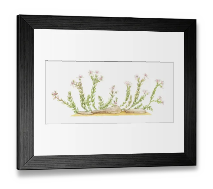 Framed Print : botany, crassulaceae, cut out, english stonecrop, flower, leaf, no people, plant Framed Print : botany, crassulaceae, cut out, english stonecrop, flower, leaf, no people, plant