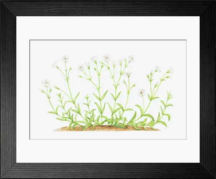 Framed Print : botany, caryophyllaceae, cerastium, cerastium arvense, cut out, field chickweed, field mouse-ear
