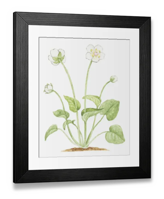Framed Print : botany, bud, cut out, flower, foliage, grass of parnassus, growth, leaf, no people