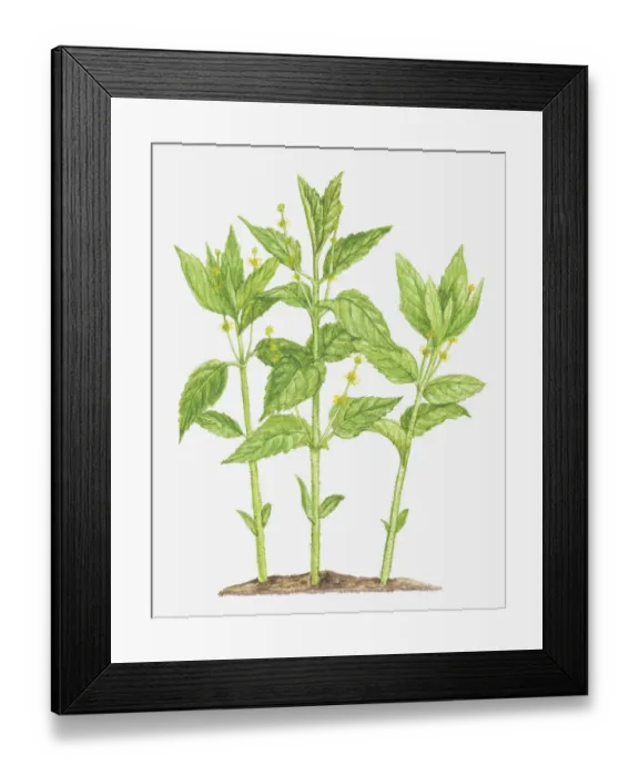 Framed Print : botany, cut out, dogs mercury, euphorbiaceae, flower, foliage, leaf, mercurialis