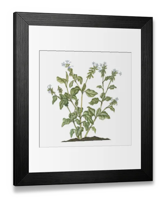 Framed Print : botany, ceylon leadwort, cut out, day, evergreen, flora, flower, green, herb, leaf Framed Print : botany, ceylon leadwort, cut out, day, evergreen, flora, flower, green, herb, leaf