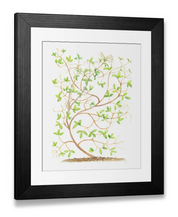 Framed Print : Dorling Kindersley Collection Framed Print : Dorling Kindersley Collection
