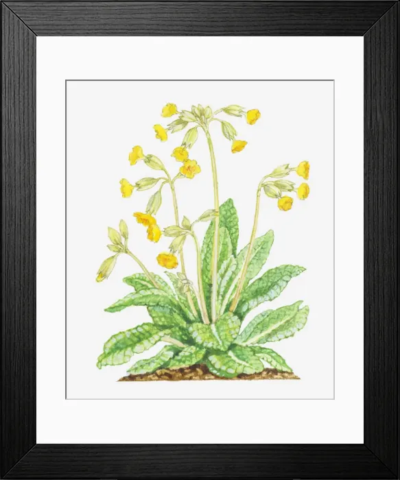 Framed Print : Dorling Kindersley Collection Framed Print : Dorling Kindersley Collection
