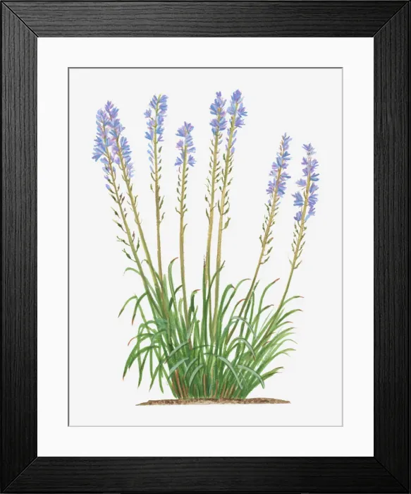 Framed Print : Dorling Kindersley Collection Framed Print : Dorling Kindersley Collection
