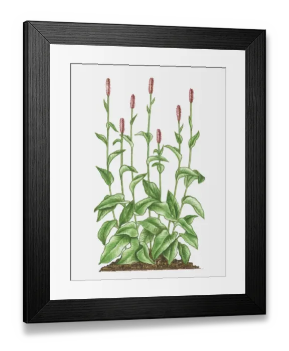 Framed Print : Dorling Kindersley Collection Framed Print : Dorling Kindersley Collection