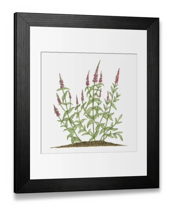 Framed Print : Dorling Kindersley Collection Framed Print : Dorling Kindersley Collection