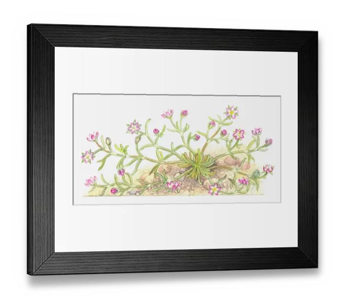 Framed Print : botany, caryophyllaceae, cut out, flower, foliage, leaf, growth, lesser sand-spurberry Framed Print : botany, caryophyllaceae, cut out, flower, foliage, leaf, growth, lesser sand-spurberry