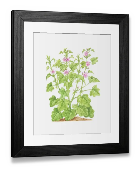 Framed Print : botany, common mallow, cut out, flower, foliage, green, leaf, mallow, malva sylvestris Framed Print : botany, common mallow, cut out, flower, foliage, green, leaf, mallow, malva sylvestris