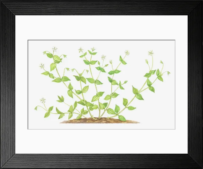 Framed Print : botany, caryophyllaceae, cut out, flower, leaf, moehringia trinvervia, no people Framed Print : botany, caryophyllaceae, cut out, flower, leaf, moehringia trinvervia, no people