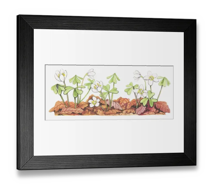 Framed Print : botany, cut out, flower, forest, forest floor, growth, leaf, leaf litter, no people Framed Print : botany, cut out, flower, forest, forest floor, growth, leaf, leaf litter, no people