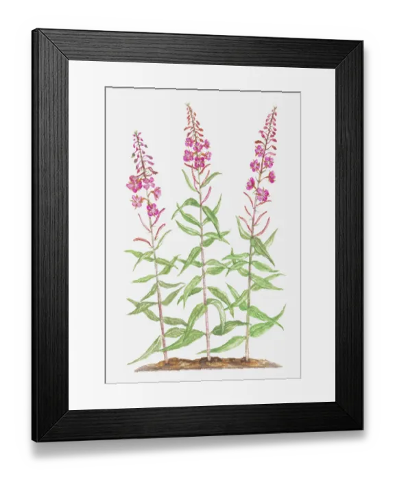 Framed Print : botany, chamerion, chamerion angustifolium, cut out, epilobium, epilobium angustifolium Framed Print : botany, chamerion, chamerion angustifolium, cut out, epilobium, epilobium angustifolium