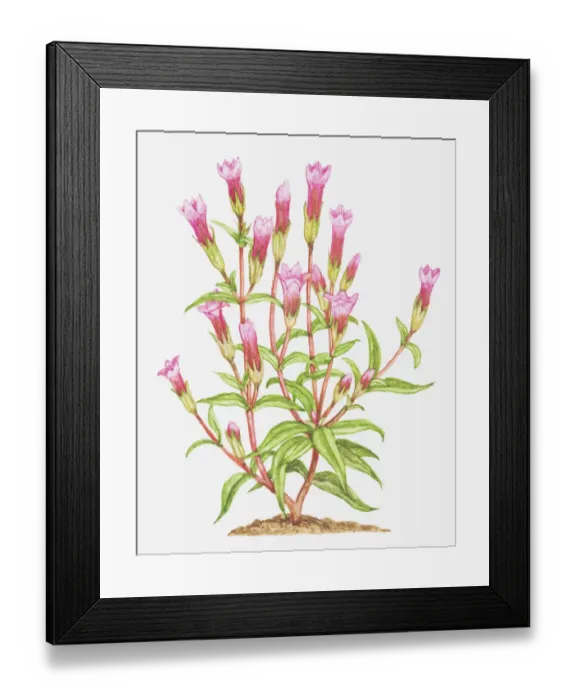 Framed Print : autumn gentian, botany, cut out, flower, foliage, leaf, gentian, gentianaceae, gentianella amarella Framed Print : autumn gentian, botany, cut out, flower, foliage, leaf, gentian, gentianaceae, gentianella amarella