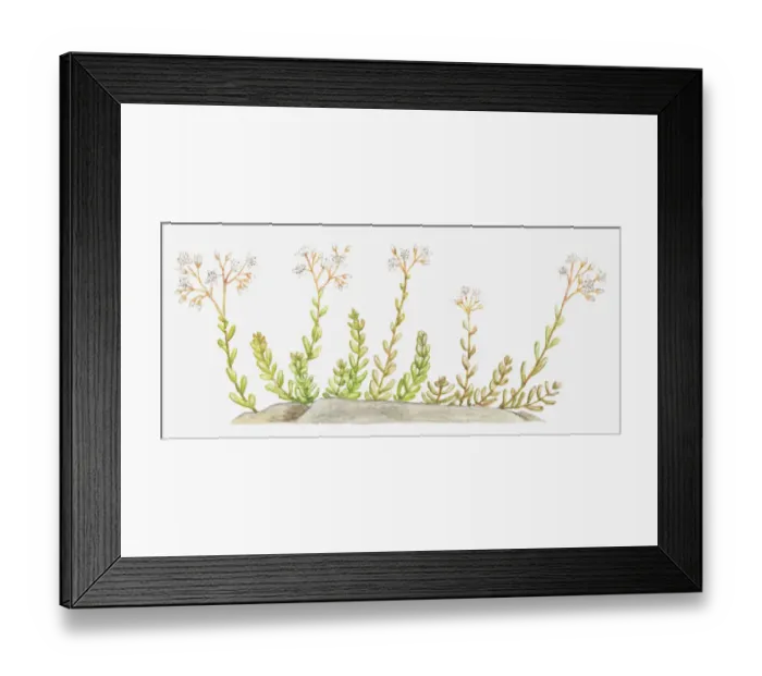 Framed Print : botany, crassulaceae, cut out, flower, growth, leaf, no people, plant, sedum album
