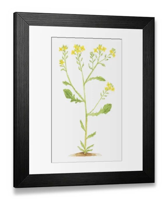 Framed Print : bastard cabbage, botany, branched, cruciferae, cut out, flower, growth, leaf, no people Framed Print : bastard cabbage, botany, branched, cruciferae, cut out, flower, growth, leaf, no people
