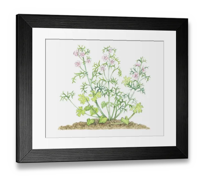 Framed Print : botany, cut out, flower, foliage, leaf, malva moschata, mallow, malvaceae, musk mallow Framed Print : botany, cut out, flower, foliage, leaf, malva moschata, mallow, malvaceae, musk mallow