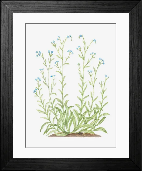 Framed Print : blue, boraginaceae, botany, bur forget-me-not, cut out, flower, lappula, lappula squarrosa