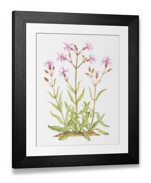 Framed Print : botany, bud, caryophyllaceae, cut out, flower, foliage, growth, leaf, lychnis, lychnis flos-cuculi Framed Print : botany, bud, caryophyllaceae, cut out, flower, foliage, growth, leaf, lychnis, lychnis flos-cuculi