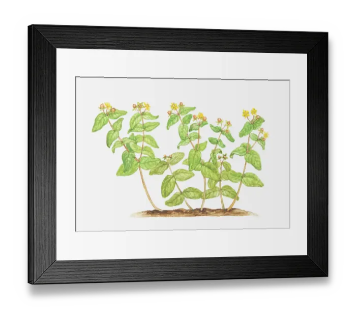 Framed Print : botany, cut out, flower, foliage, hypericaceae, hypericum, hypericum androsaemum Framed Print : botany, cut out, flower, foliage, hypericaceae, hypericum, hypericum androsaemum