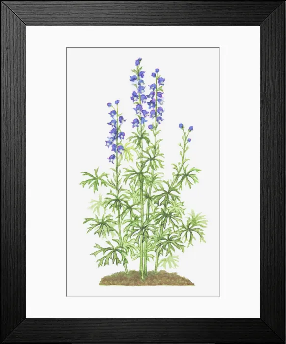 Framed Print : aconitum, aconitum napellus, blue, botany, cut out, flower, foliage, leaf, monks hood