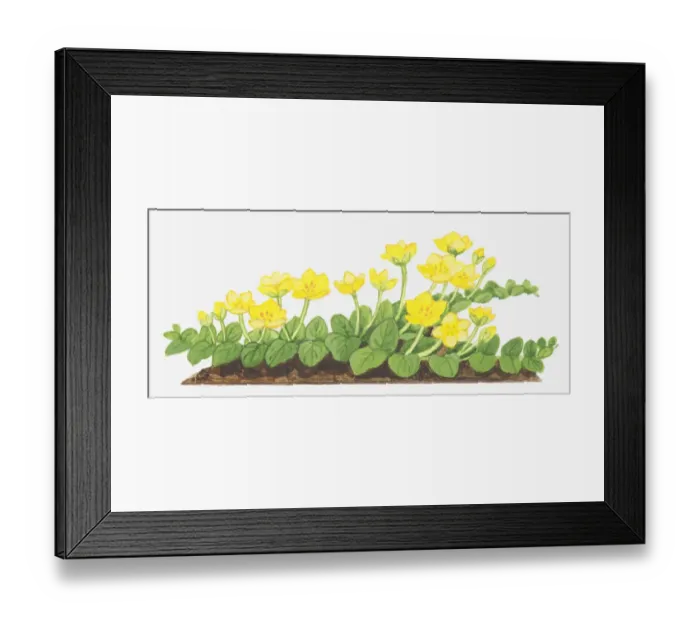 Framed Print : botany, creeping jenny, cut out, flower, foliage, leaf, lysimachia, lysimachia nummularia Framed Print : botany, creeping jenny, cut out, flower, foliage, leaf, lysimachia, lysimachia nummularia