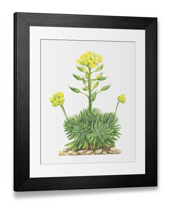 Framed Print : botany, bud, cruciferae, cut out, draba, draba aizoides, flower, flower head, growth Framed Print : botany, bud, cruciferae, cut out, draba, draba aizoides, flower, flower head, growth
