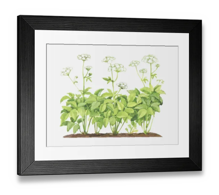 Framed Print : Dorling Kindersley Collection