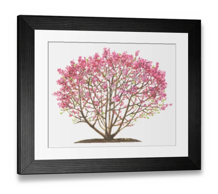 Framed Print : Dorling Kindersley Collection Framed Print : Dorling Kindersley Collection