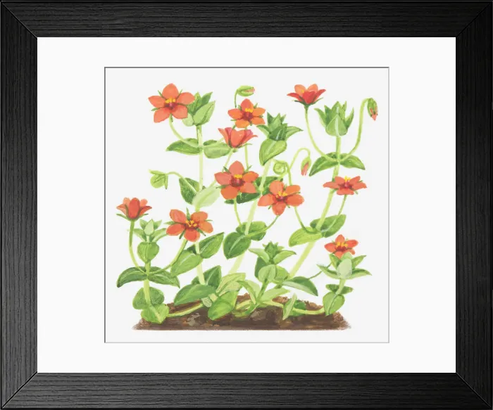 Framed Print : Dorling Kindersley Collection Framed Print : Dorling Kindersley Collection
