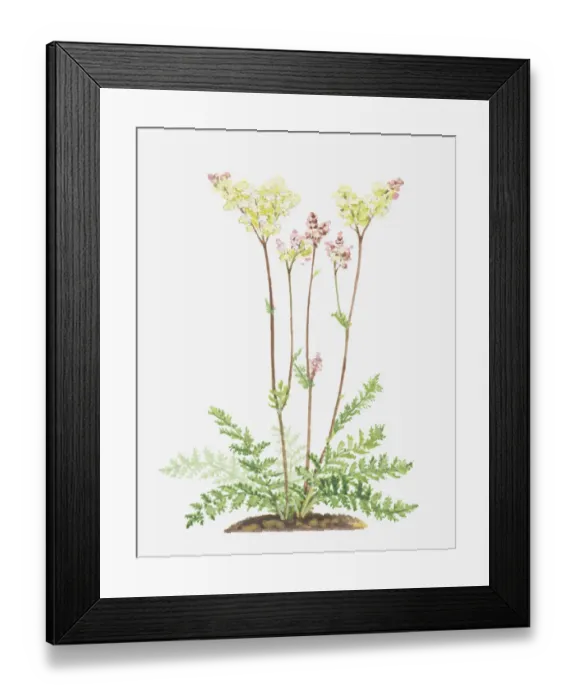 Framed Print : Dorling Kindersley Collection Framed Print : Dorling Kindersley Collection