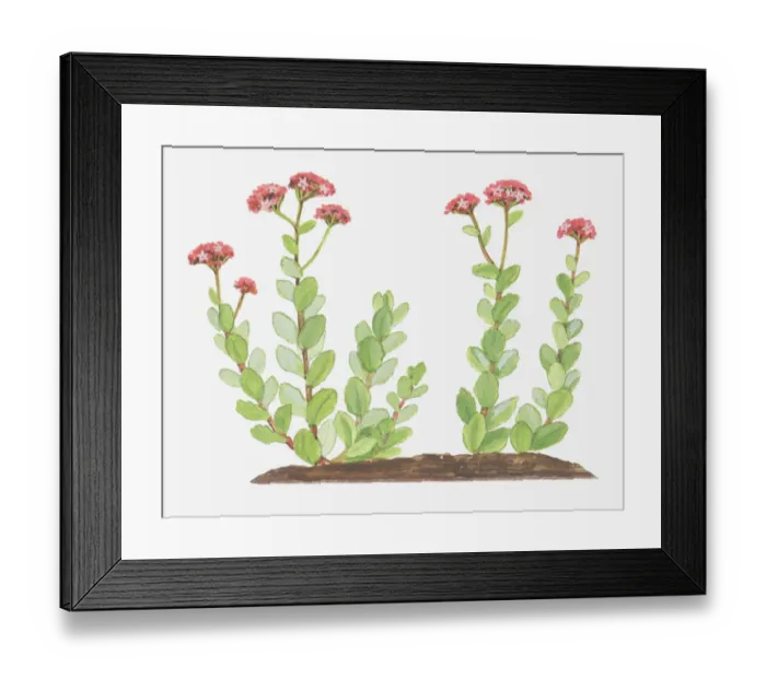 Framed Print : Dorling Kindersley Collection Framed Print : Dorling Kindersley Collection