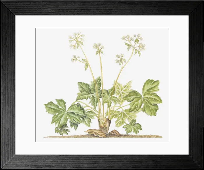 Framed Print : botany, cut out, flower, foliage, growth, leaf, no people, plant, sanicle, sanicula europaea Framed Print : botany, cut out, flower, foliage, growth, leaf, no people, plant, sanicle, sanicula europaea