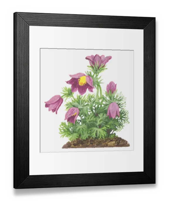 Framed Print : botany, close-up, cut out, flower, foliage, leaf, no people, pasqueflower, pink, plant