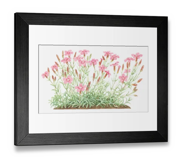 Framed Print : botany, caryophyllaceae, cut out, dianthus, dianthus deltoides, flower, foliage, leaf Framed Print : botany, caryophyllaceae, cut out, dianthus, dianthus deltoides, flower, foliage, leaf