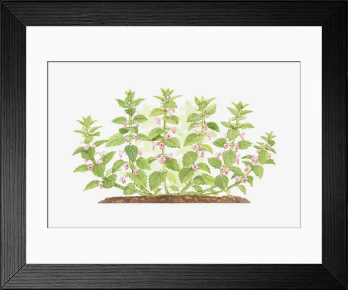 Framed Print : bastard balm, botany, cut out, flower, foliage, labiatae, leaf, melittis, melittis melissophyllum Framed Print : bastard balm, botany, cut out, flower, foliage, labiatae, leaf, melittis, melittis melissophyllum